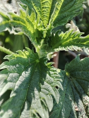 Urtica dioica