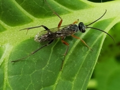 Auplopus mellipes
