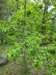 Prunus
