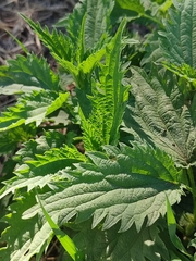 Urtica dioica