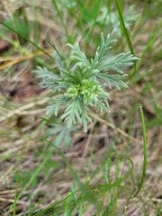 Potentilla