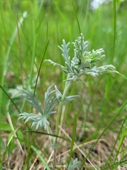 Potentilla