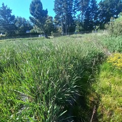 Watsonia tabularis