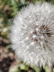 Taraxacum officinale