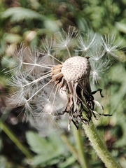 Taraxacum officinale
