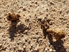 Podaxis pistillaris image