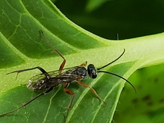 Auplopus mellipes