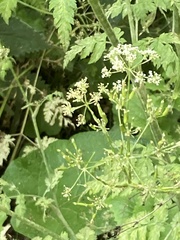 Anthriscus sylvestris