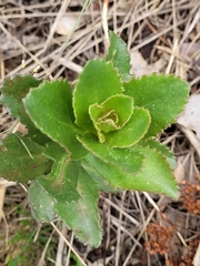 Hylotelephium