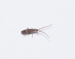 Paronellides
