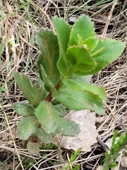 Hylotelephium