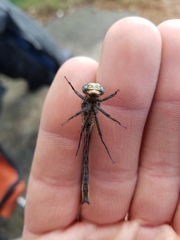 Phanogomphus descriptus