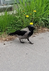 Corvus cornix