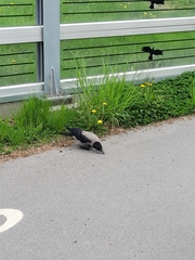 Corvus cornix