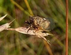 Cicadetta mediterranea