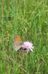 Maniola jurtina