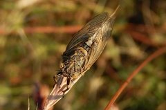 Cicadetta mediterranea