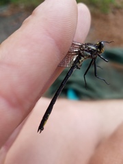 Phanogomphus descriptus