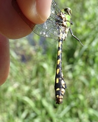 Ophiogomphus carolus