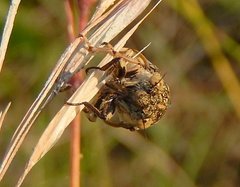 Cicadetta mediterranea