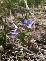 Viola nemoralis