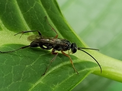 Auplopus mellipes