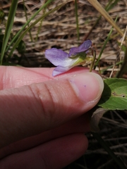 Viola nemoralis