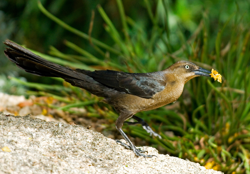 Great-tailed Grackle from Phoenix, AZ, USA on June 5, 2007 by Dave ...