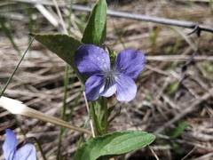 Viola nemoralis
