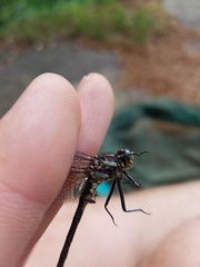 Phanogomphus descriptus