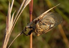 Cicadetta mediterranea