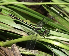 Ophiogomphus carolus