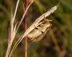 Cicadetta mediterranea
