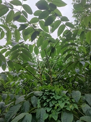 Aralia dasyphylla