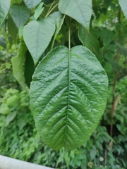 Aralia dasyphylla