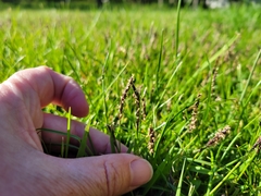 Zoysia