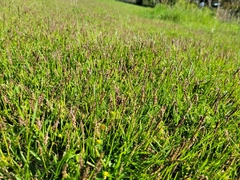 Zoysia