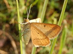 Isturgia arenacearia