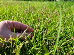 Zoysia