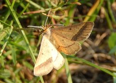 Isturgia arenacearia