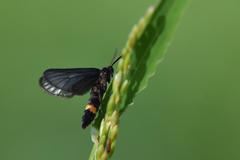 Psichotoe duvaucelii