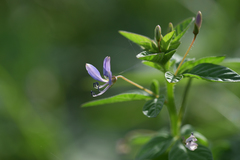 Cleome rutidosperma