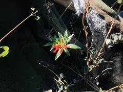 Bouvardia ternifolia