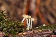 Vibrissea dura