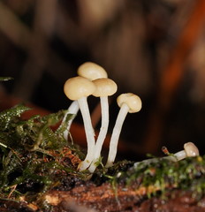 Vibrissea dura