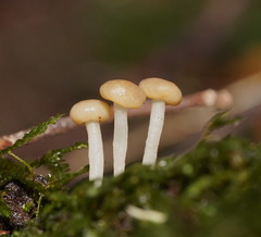 Vibrissea dura