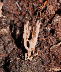 Artomyces austropiperatus