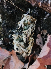 Selaginella