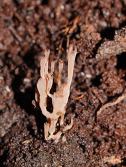 Artomyces austropiperatus