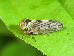 Macropsis scutellata